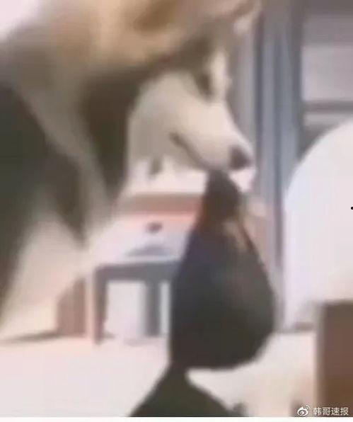 伍哥爆料曝光视频在线观看,揭秘热门视频幕后真相 第1张 伍哥爆料曝光视频在线观看,揭秘热门视频幕后真相 第1张