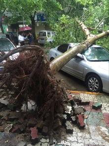 大树爆料视频大全最新,揭秘娱乐圈幕后真相