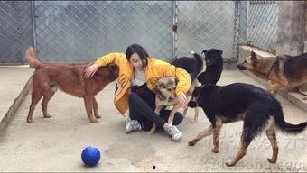 狗狗救助站爆料视频,感人视频揭露救助站真实面貌 第2张 狗狗救助站爆料视频,感人视频揭露救助站真实面貌 第2张